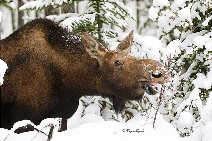Cow Moose 117 by Dr. Wayne Lynch &copy;